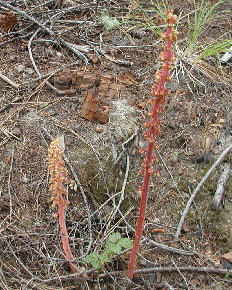 Habitat View<br>(Location of Picture: Conconully, Wa, USA, 2006)