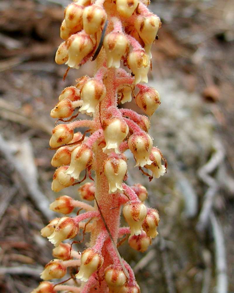 Flowers - Close View<br>(Location of Picture: Conconully, Wa, USA, 2006)
