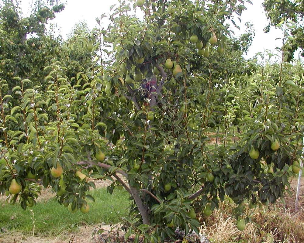 Silhouette in  Orchard<br>(Location of Picture: Orchard, Okanogan, Wa, USA, 2006)