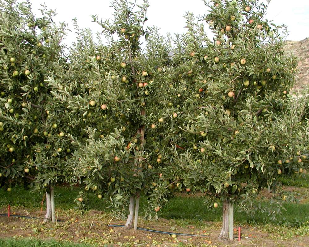 Tree in  Orchard<br>(Location of Picture: Okanogan, Wa, USA, 2006)