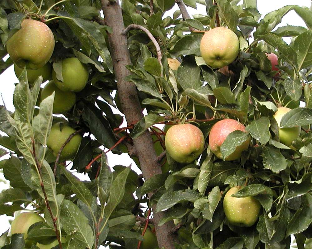 Fruits On Tree<br>(Location of Picture: Okanogan, Wa, USA, 2006)