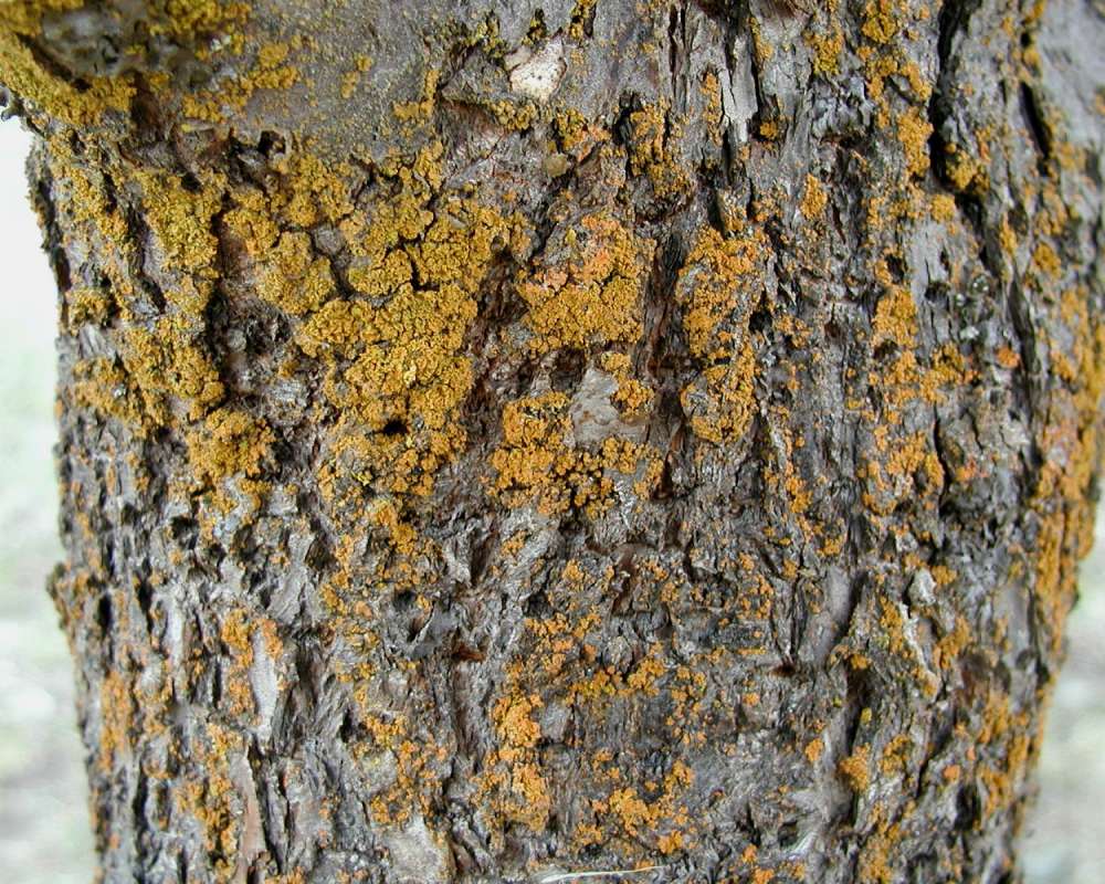 Bark<br>(Location of Picture: Orchard, Washington, USA, 2006)