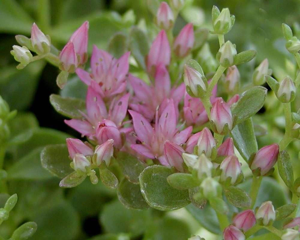 Flowers<br>(Location of Picture: Ornamental, Shady Creek, Wa, USA,)