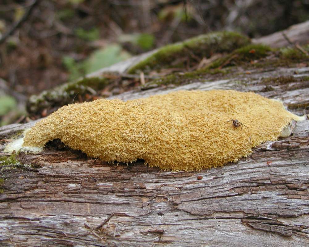 Habitat View - Side View On Log<br>(Location of Picture: Conconully, Washington, USA, 2006)