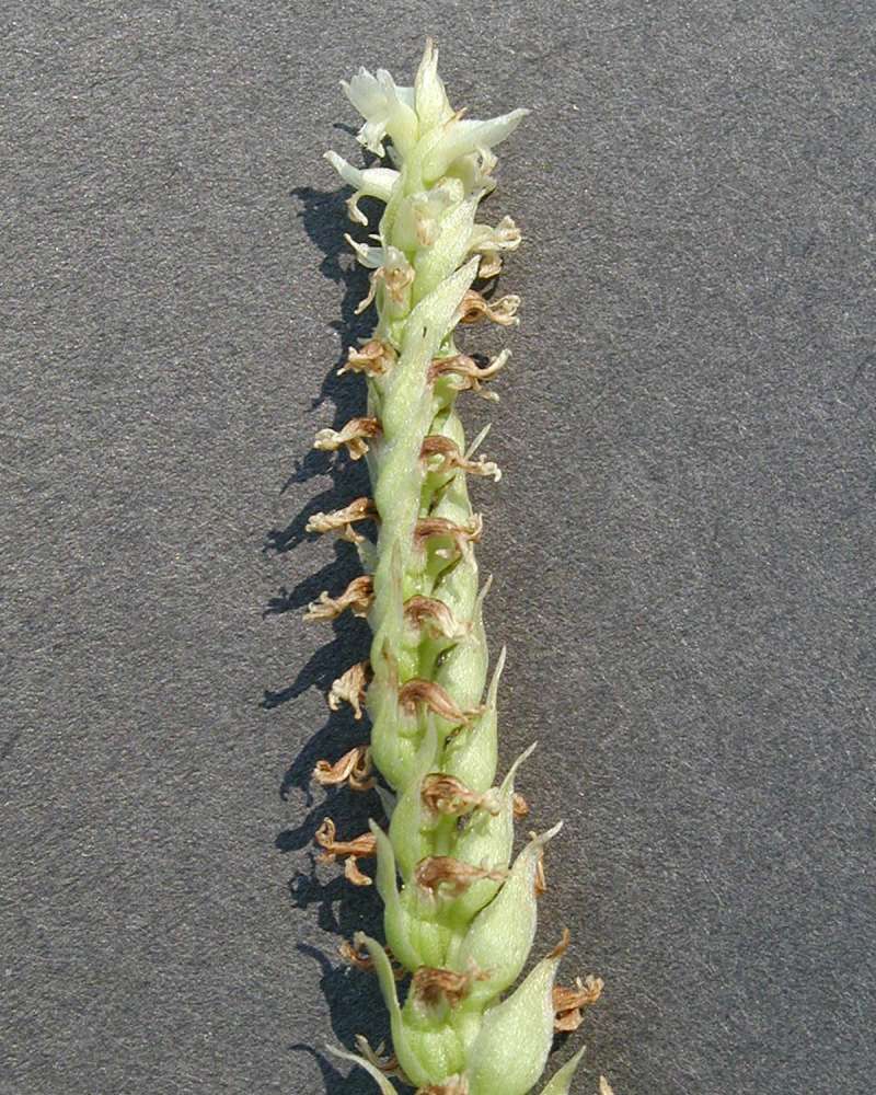 Post-flower<br>(Location of Picture: Conconully, Washington, USA, 06)