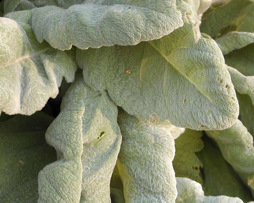 Leaves<br>(Location of Picture: Ornamental, Shady Creek, Wa, USA)