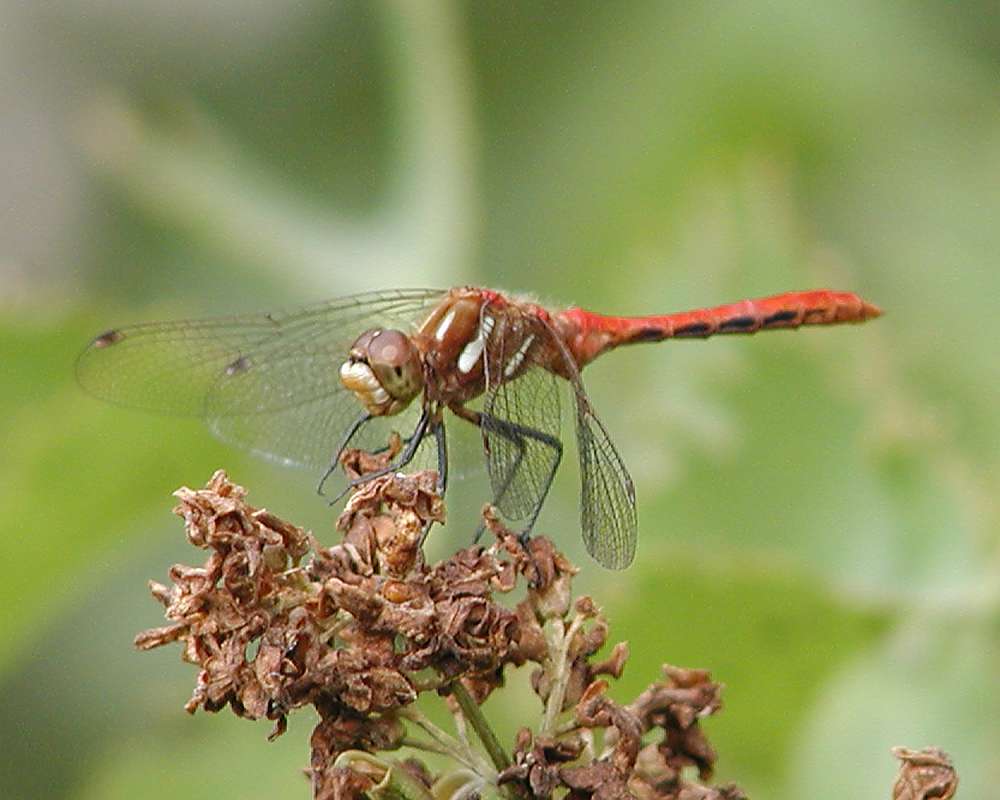 Angle View in  Habitat<br>(Location of Picture: Okanogan, Wa, USA, 2006)