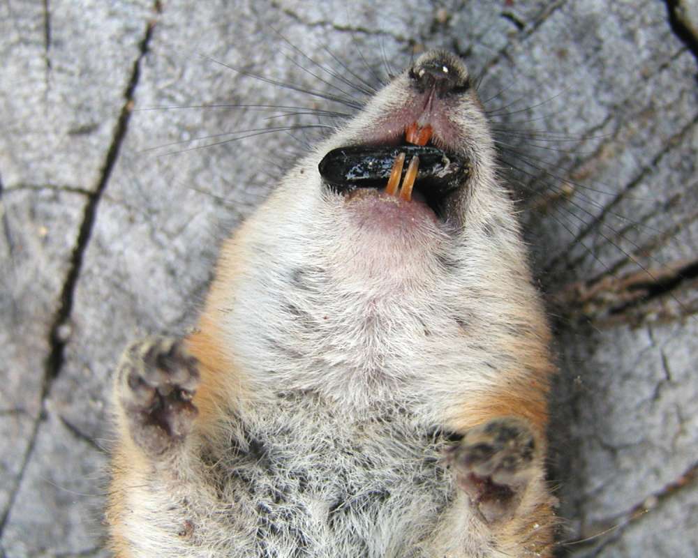Mouth - Underside View<br>(Location of Picture: Conconully, Wa, USA, 2006)