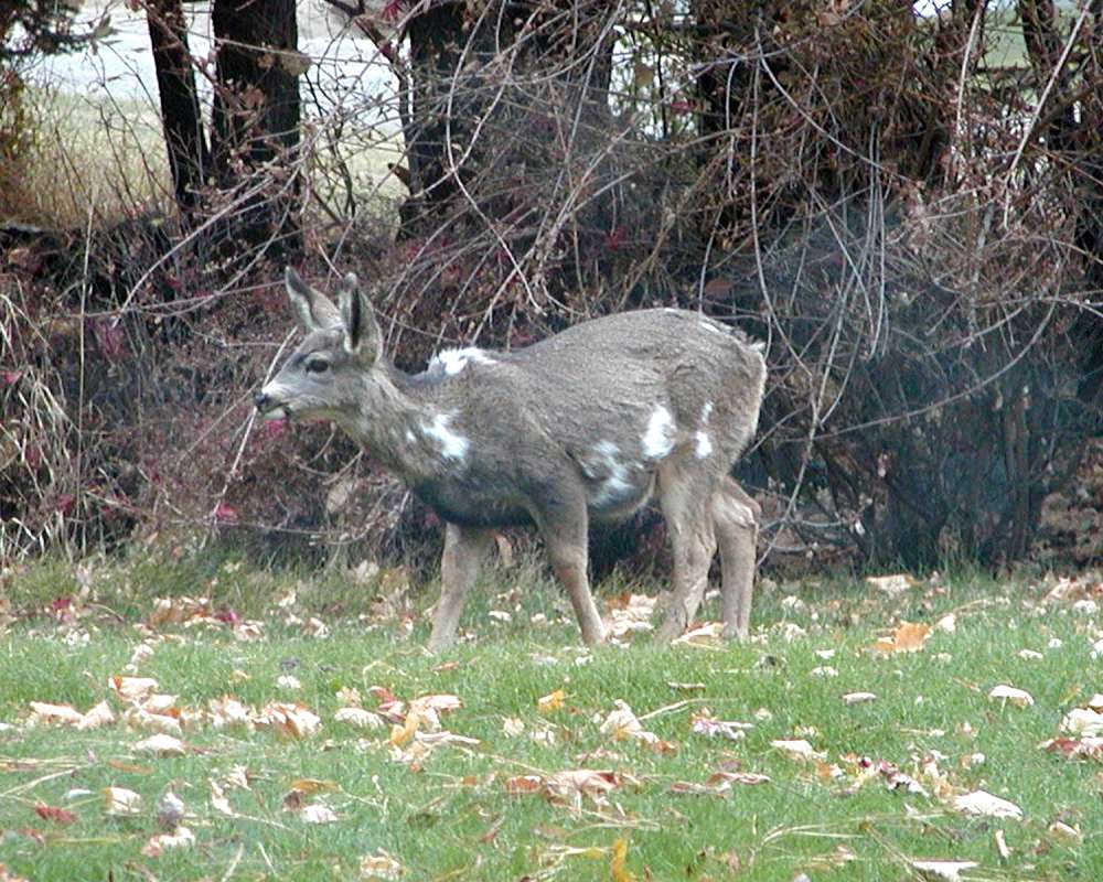 Spotted Specimen<br>(Location of Picture: Washington, USA, 2006)