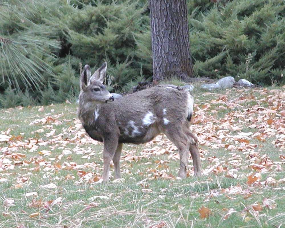 Spotted Specimen<br>(Location of Picture: Washington, USA, 2006)
