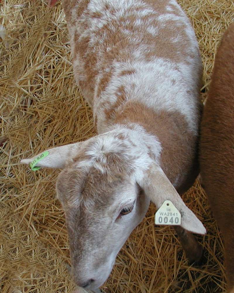 Okanogan County Fair<br>(Location of Picture: Washington, USA, 2006)