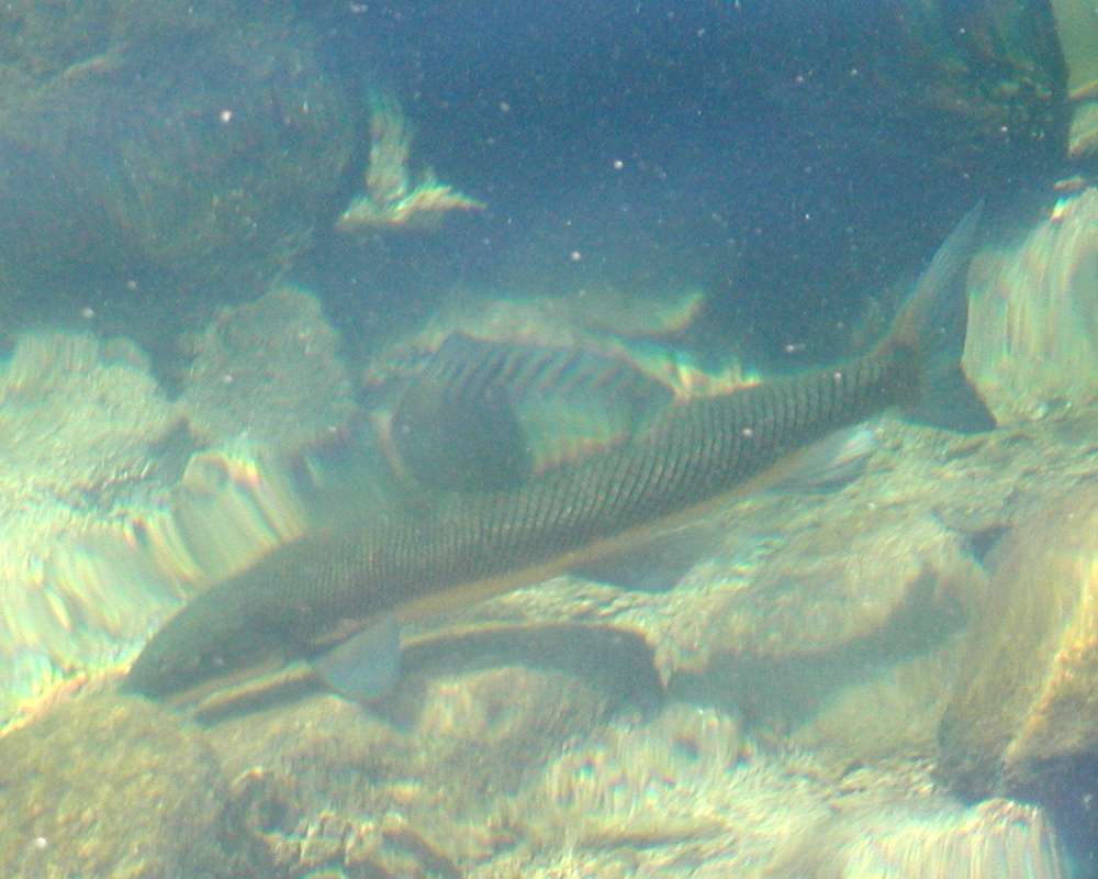 Aquarium View<br>(Location of Picture: Columbia River, Washington, USA, 06)