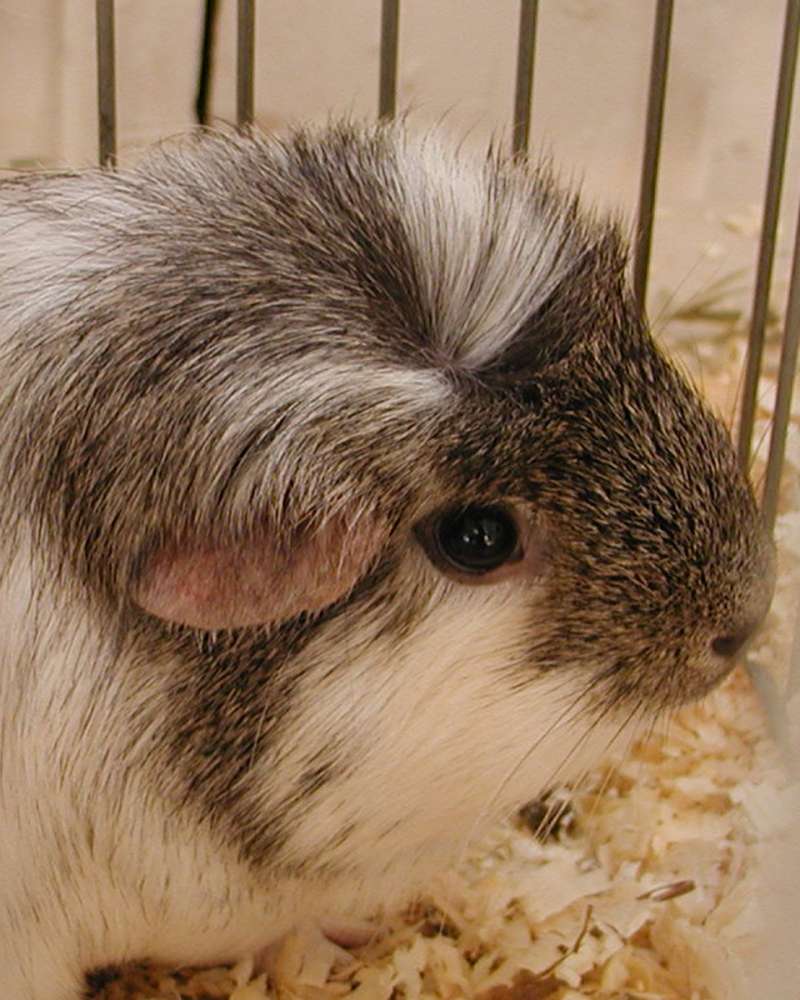 Close View Of Head<br>(Location of Picture: Okanogan County Fair, Wa, USA, '06)