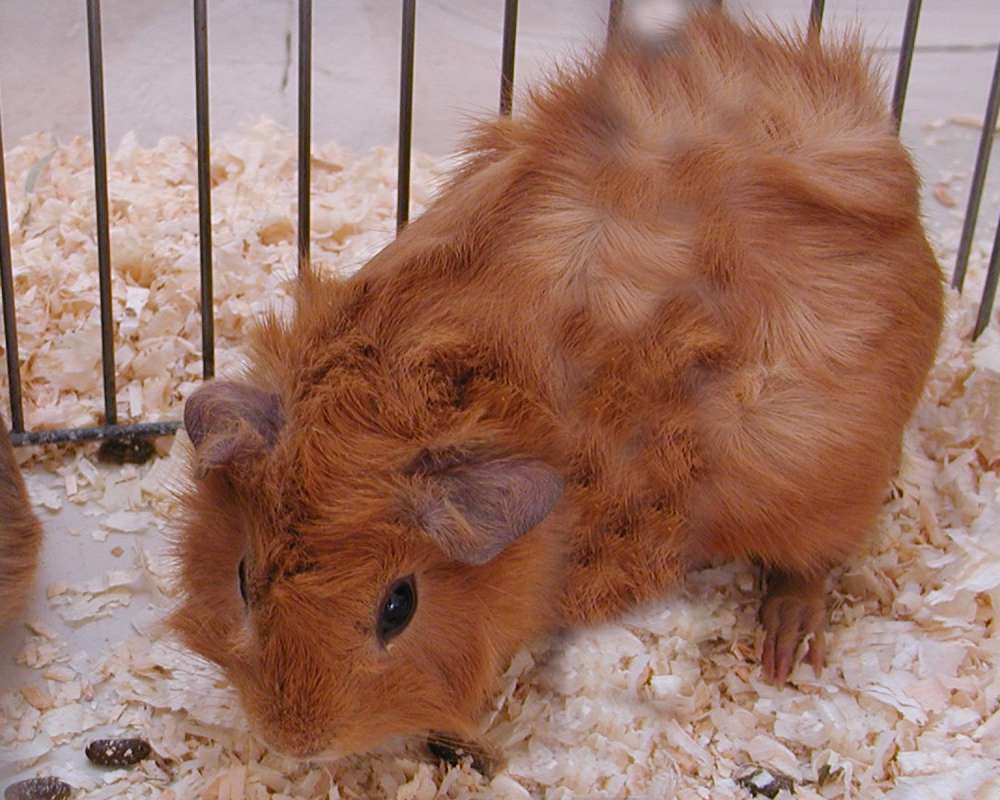 Long Fur Variety<br>(Location of Picture: Okanogan County Fair, Wa, USA, '06)