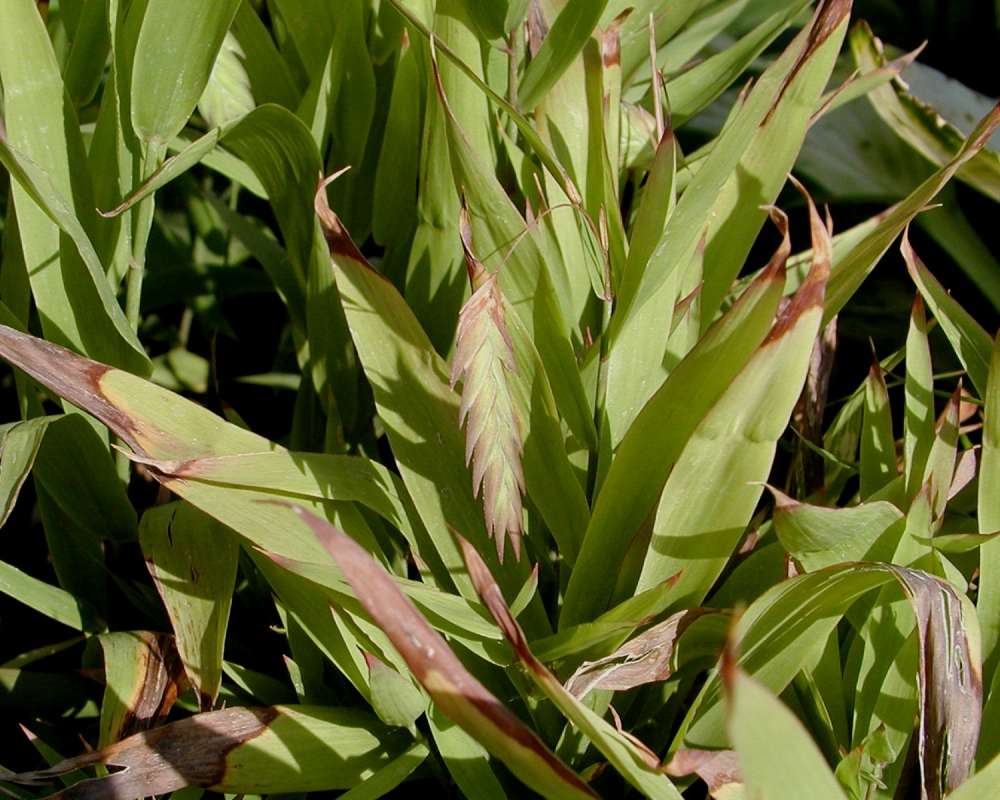 Leaves and Panicle<br>(Location of Picture: Ornamental, Wenatchee, Wa, USA, 06)