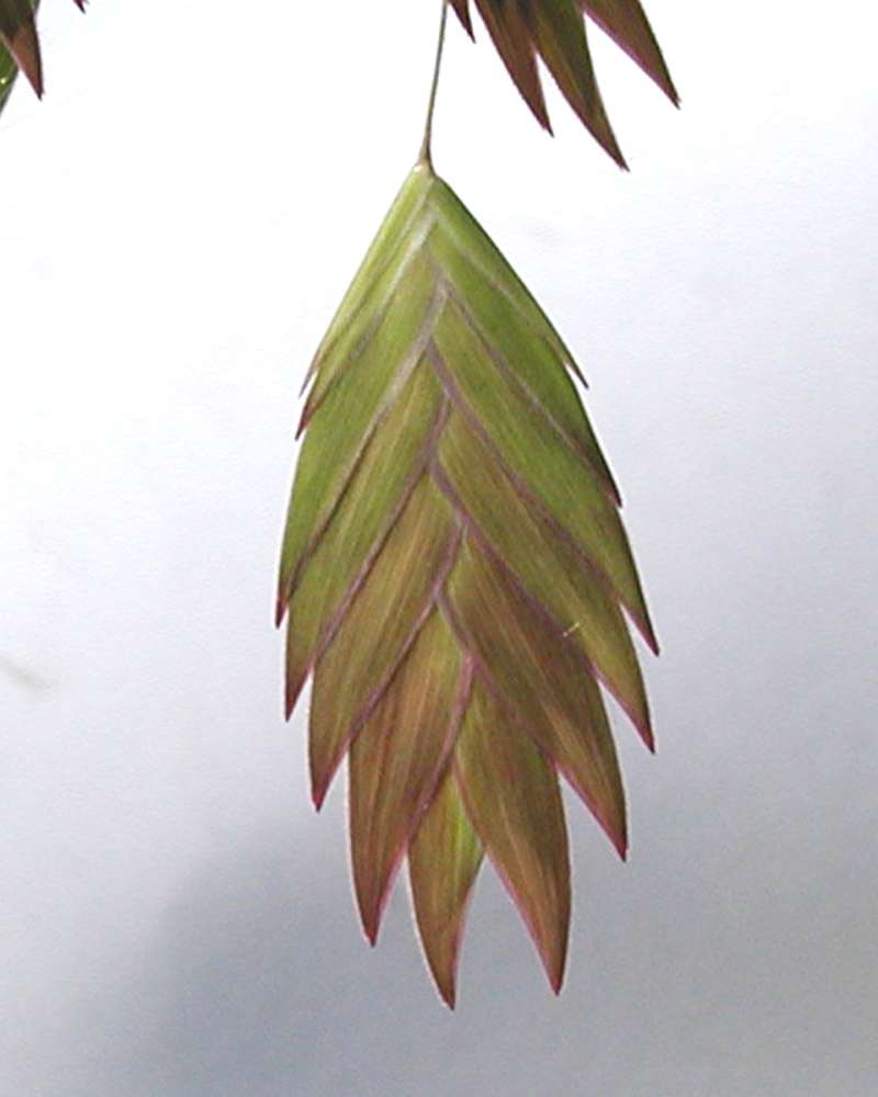 Spikelet - Very Close View<br>(Location of Picture: Ornamental, Wenatchee, Wa, USA, 06)