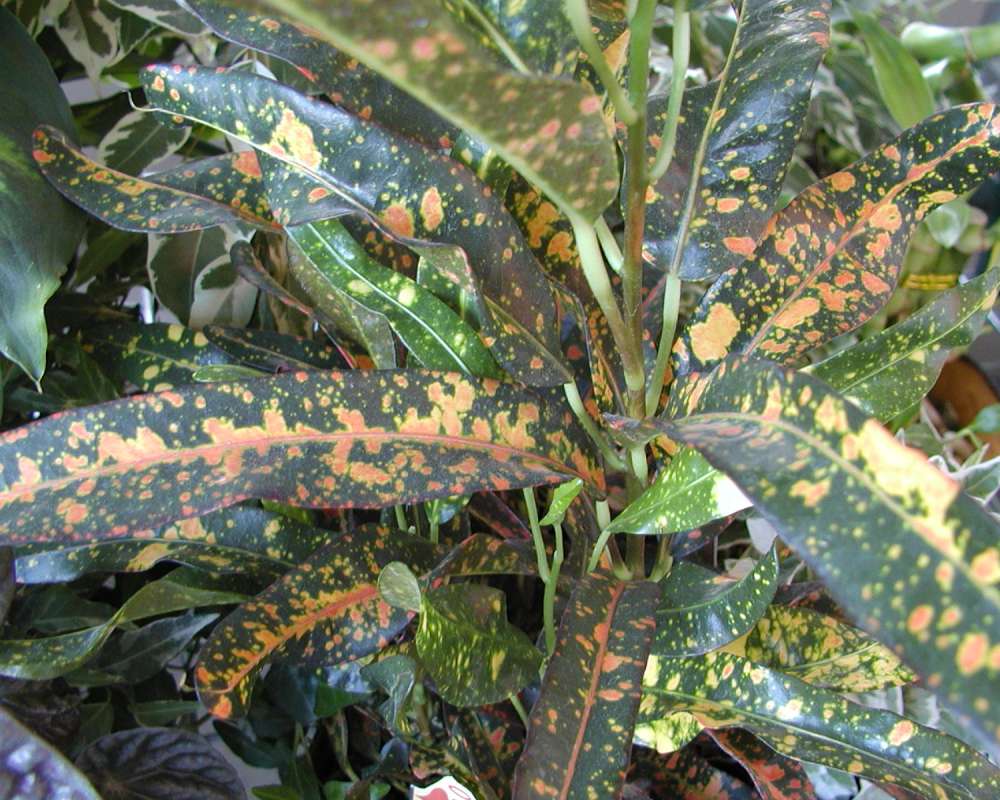 Leaves<br>(Location of Picture: Ornamental, Wenatchee, Wa, 2006)