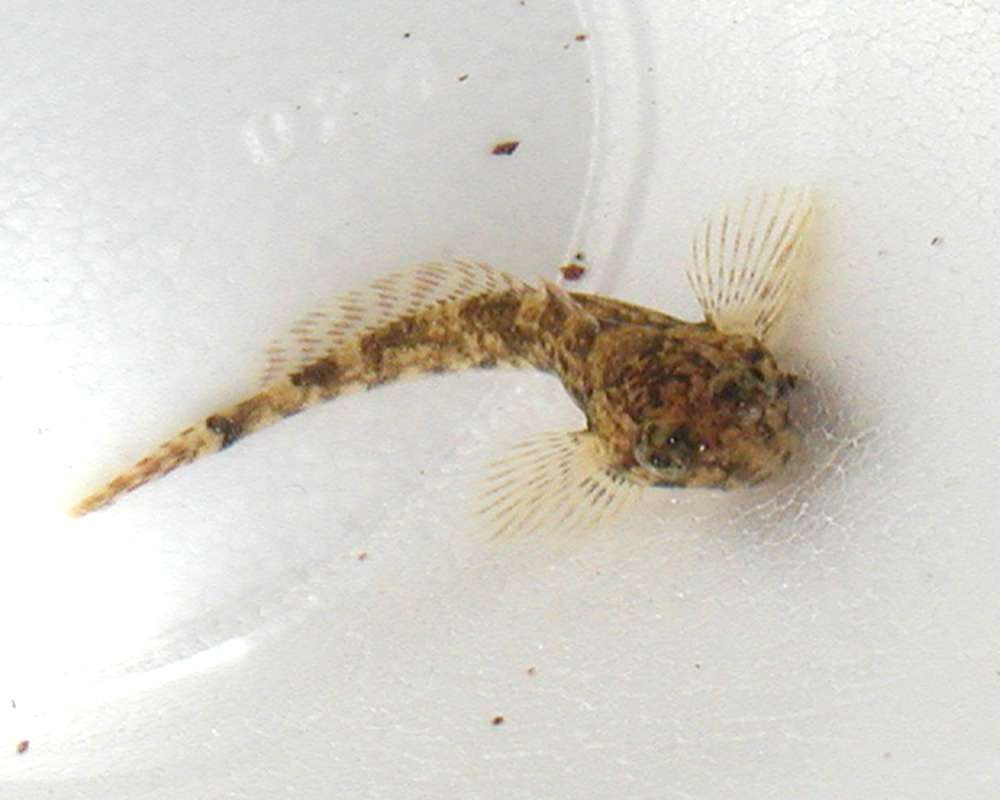 Front View<br>(Location of Picture: Okanogan River, Washington, USA, 06)