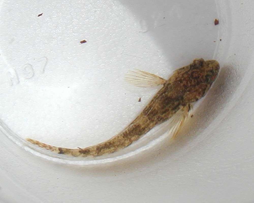 Dorsal View<br>(Location of Picture: Okanogan River, Washington, USA, 06)