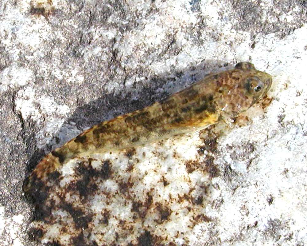 Recent Catch<br>(Location of Picture: Okanogan River, Washington, USA, 06)