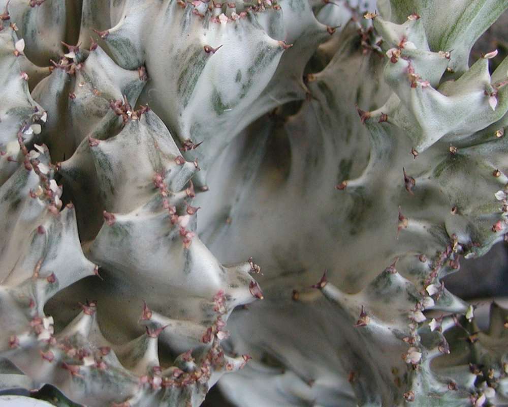 Ornamental, House Plant - View Of Spines<br>(Location of Picture: Wenatchee, Wa, USA, 2006)