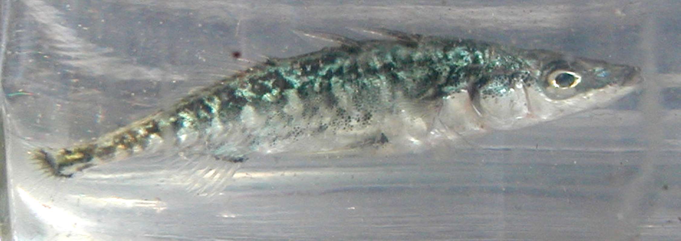 Female - Side View<br>(Location of Picture: Okanogan River, Washington, USA, 06)