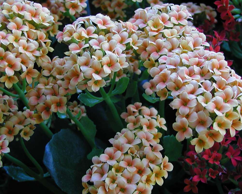 White Flowers With Orange<br>(Location of Picture: Ornamental, Wentachee, Wa, USA, 06)