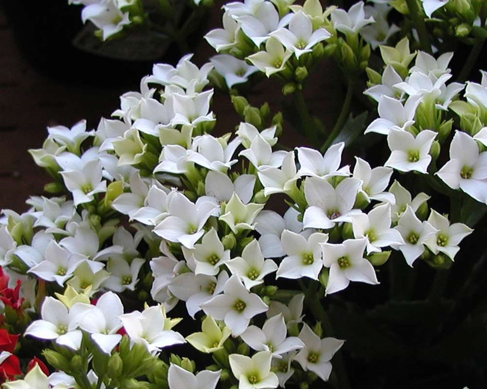 White Flowers<br>(Location of Picture: Ornamental, Wentachee, Wa, USA, 06)