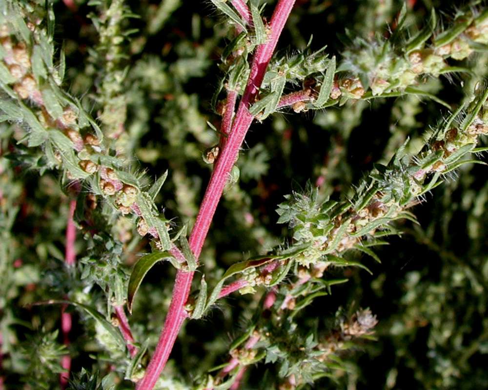 Stem<br>(Location of Picture: Washington, USA, 2006)