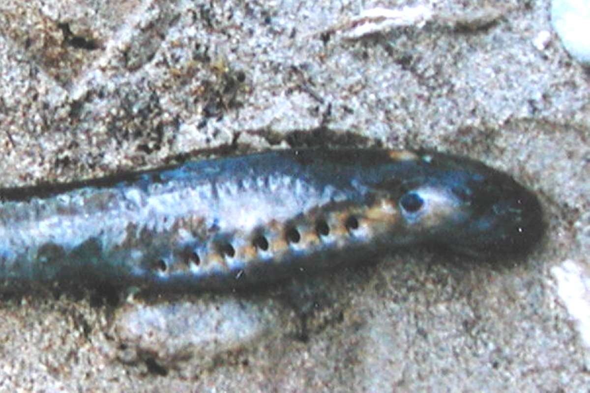 Close View Of Head<br>(Location of Picture: Methow River, Washington, USA)