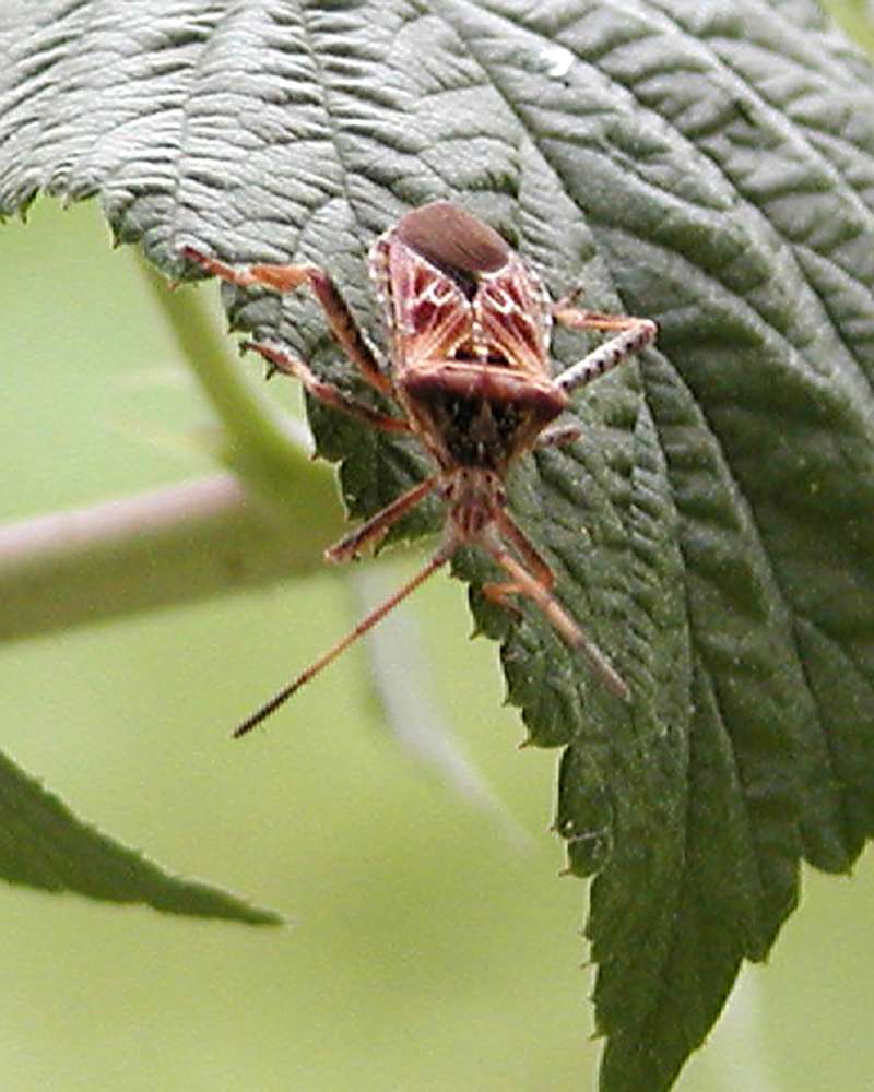 On Leaf<br>(Location of Picture: Okanogan, Washington, USA, 2006)