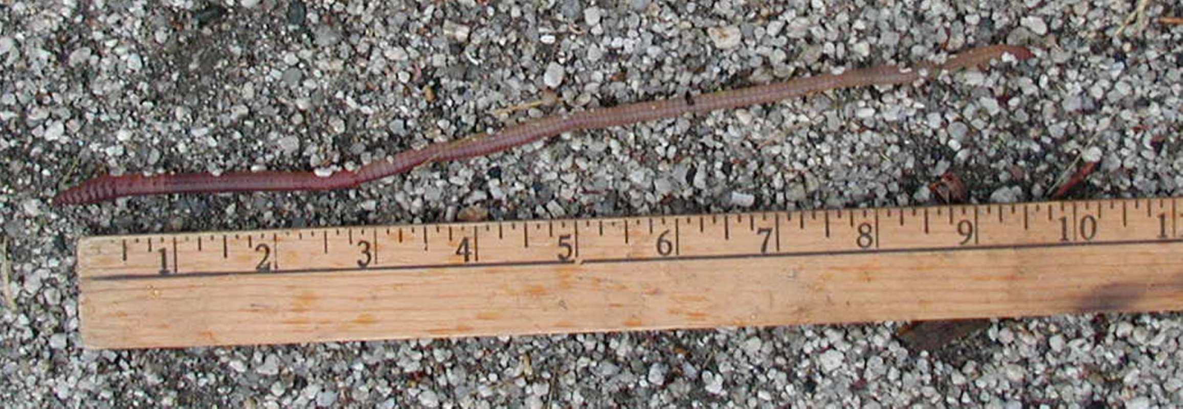 Near Ruler<br>(Location of Picture: Okanogan, Wa, USA, Fall 2006)