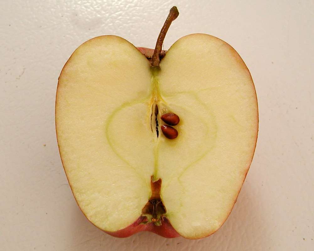 Fruit - Cut Open<br>(Location of Picture: Orchard, Okanogan, Wa, USA, 2006)