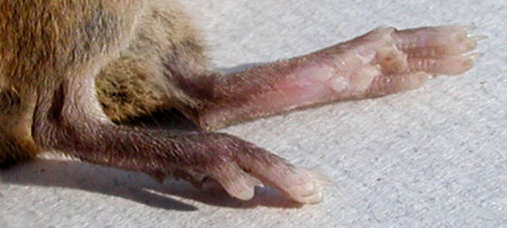 Close View Of Foot<br>(Location of Picture: Okanogan, Wa, USA, 2006)