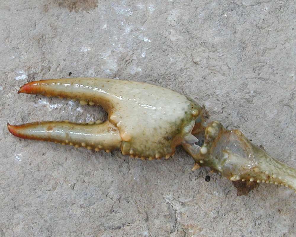 Claw - Underside<br>(Location of Picture: Columbia River, Wa, USA, Fall 2006)