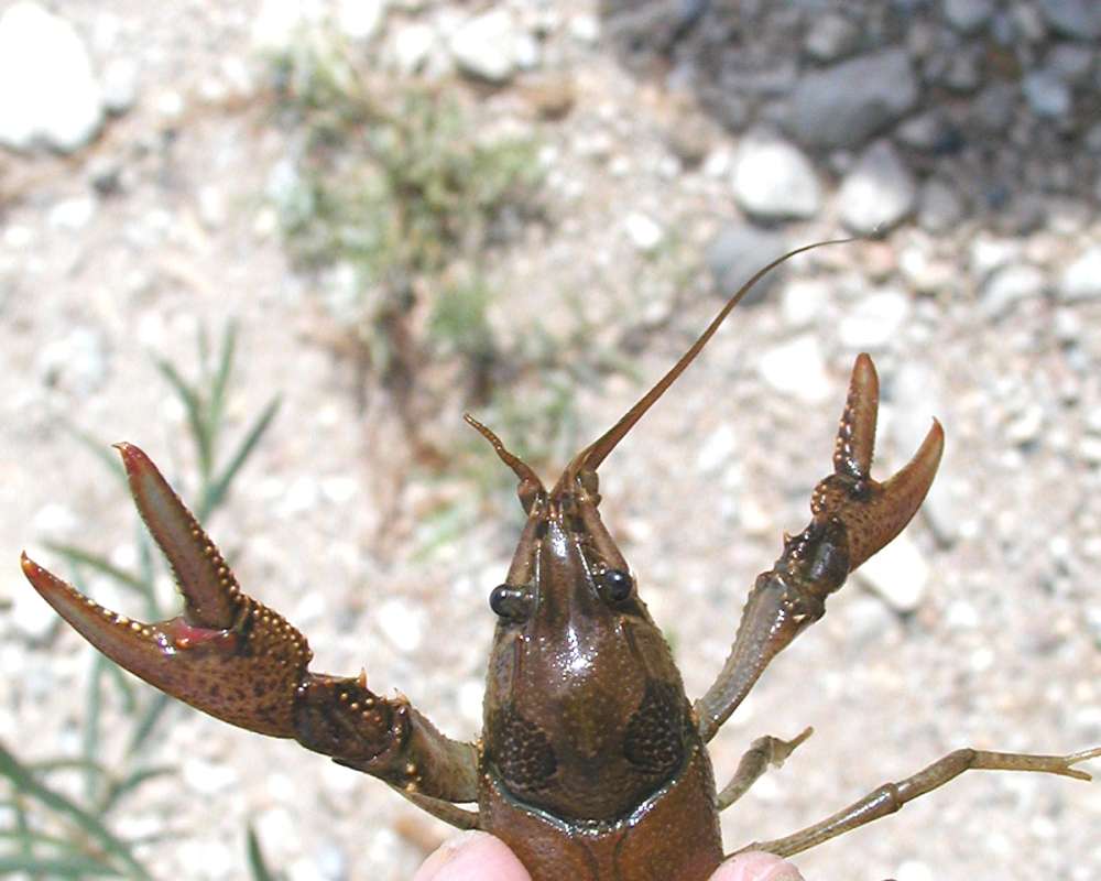 Head - Dorsal View<br>(Location of Picture: Columbia River, Wa, USA, Fall 2006)