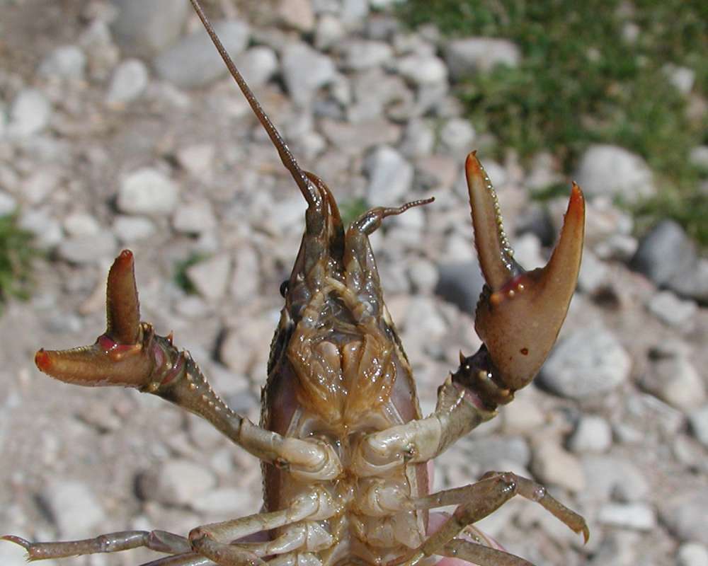 Head - Ventral View<br>(Location of Picture: Columbia River, Wa, USA, Fall 2006)
