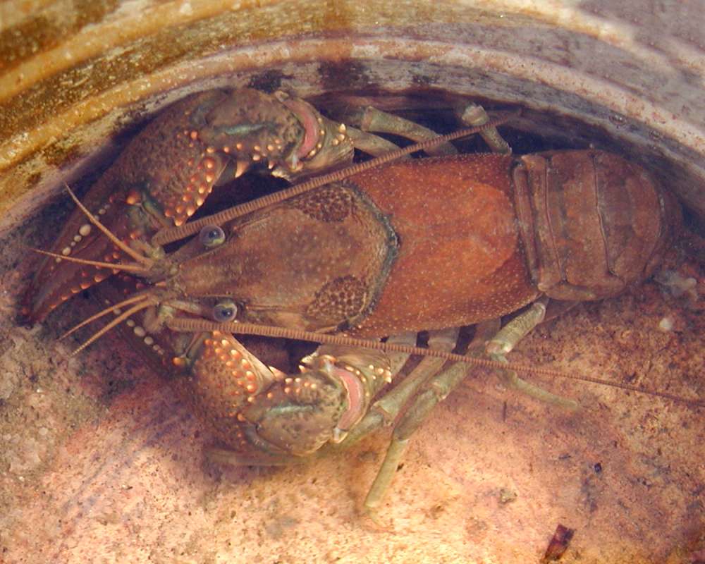 Dorsal View - Close View<br>(Location of Picture: Columbia River, Wa, USA, Fall 2006)