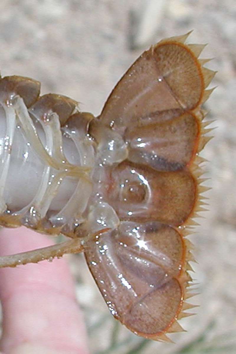 Tail Underside<br>(Location of Picture: Columbia River, Wa, USA, Fall 2006)