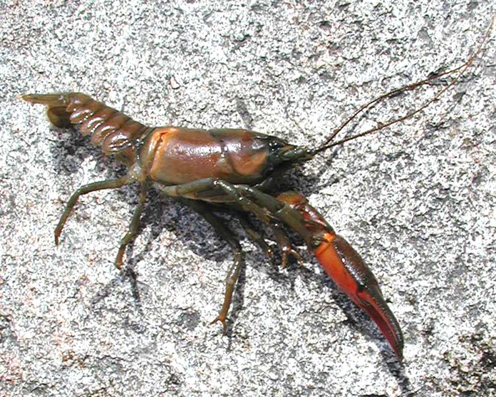 Side View<br>(Location of Picture: Columbia River, Wa, USA, Fall 2006)