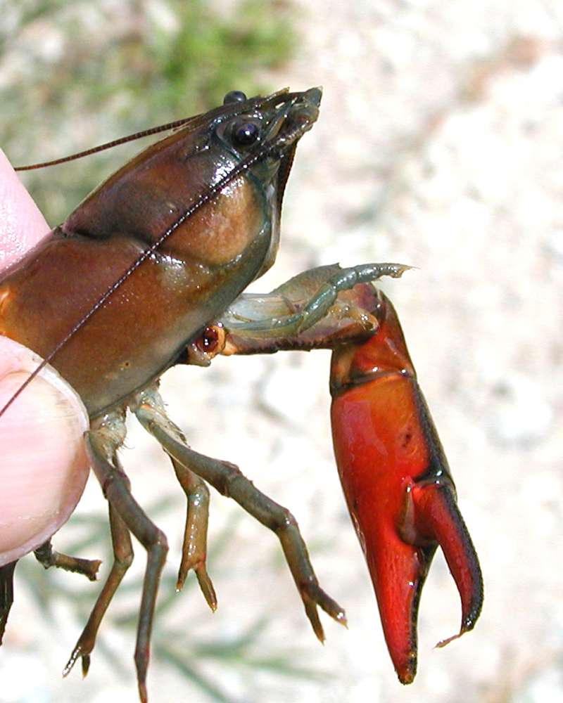 Hand Held -  view Of Head and Pincher<br>(Location of Picture: Columbia River, Wa, USA, Fall 2006)