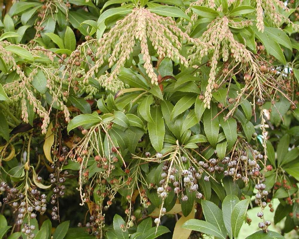 Flowers and Fruits<br>(Location of Picture: Ornamental, Monroe, Washington, USA)