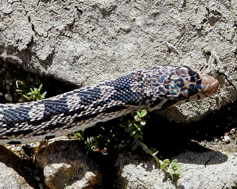 Close View of Head in  Habitat<br>(Location of Picture: Omak Reservation, Wa, USA, 2006)