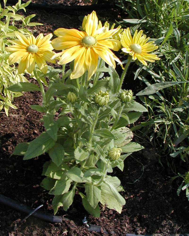 Silhouette<br>(Location of Picture: Garden, Omak, Washington, USA, 2006)