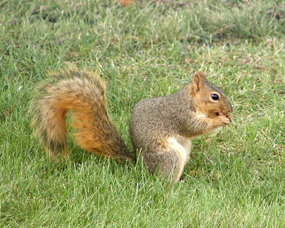Side View<br>(Location of Picture: Okanogan, Wa, USA, Sept 2006)