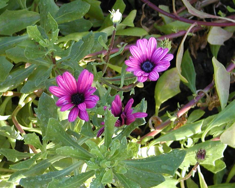 Top Of Plant in  Bloom - Purple Flowers<br>(Location of Picture: Garden, Okanogan, Wa, USA, 2006)