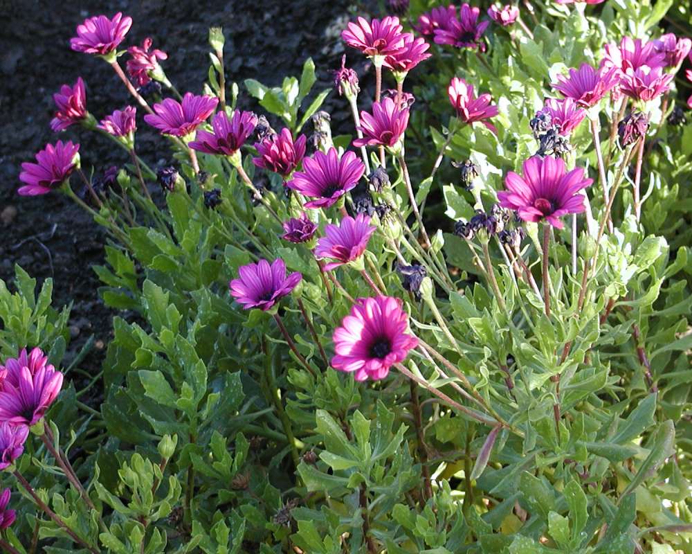 Garden View - Purple Flowers<br>(Location of Picture: Garden, Okanogan, Wa, USA, 2006)