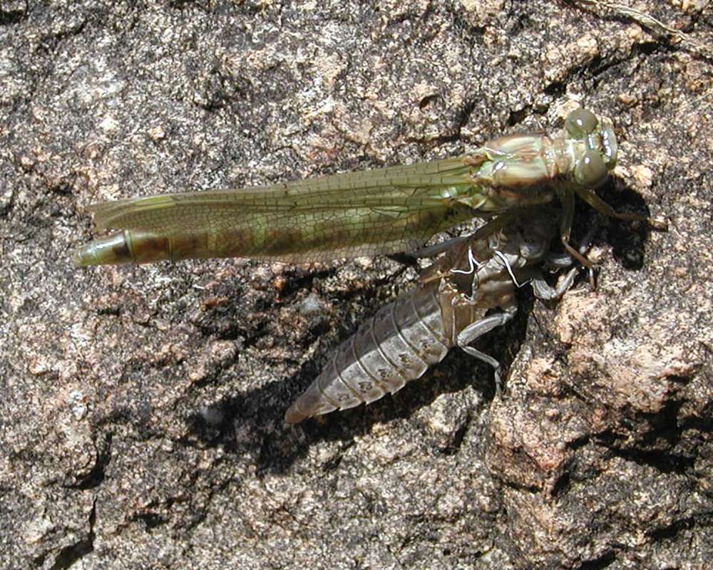 Emergence<br>(Location of Picture: Okanogan County Fair, Wa, USA, 06)