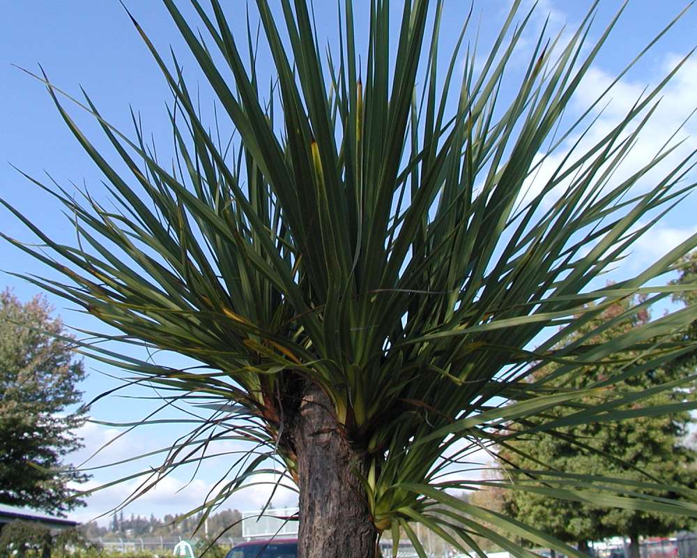 Silhouette<br>(Location of Picture: Garden, Monroe, Wa, USA, 2006)