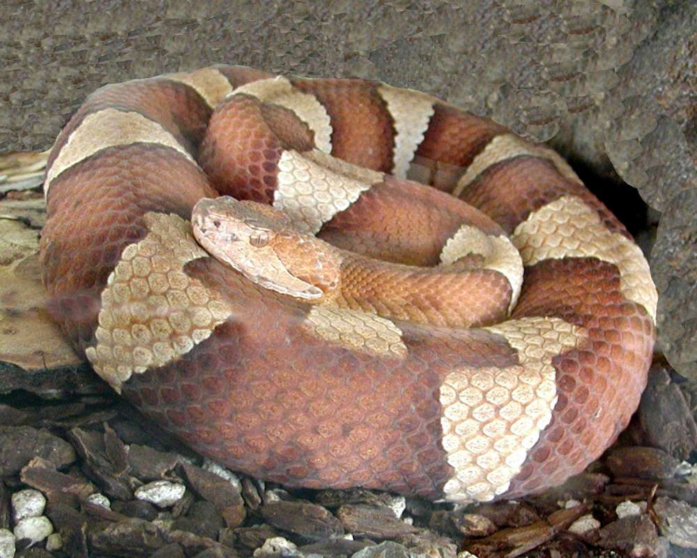 Coiled<br>(Location of Picture: Reptile Zoo, Monroe, Wa, USA, 2006)